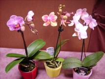 Minis orchid&eacute;es phalaenopsis