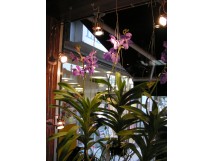 Orchidee