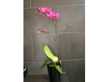 Orchidee