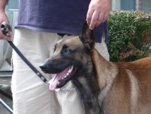Education canine