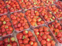 Fraises à Saint-Maur-des-Fossés