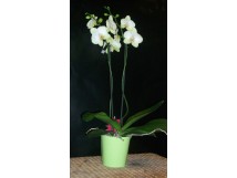 Nos fleurs à Meaux