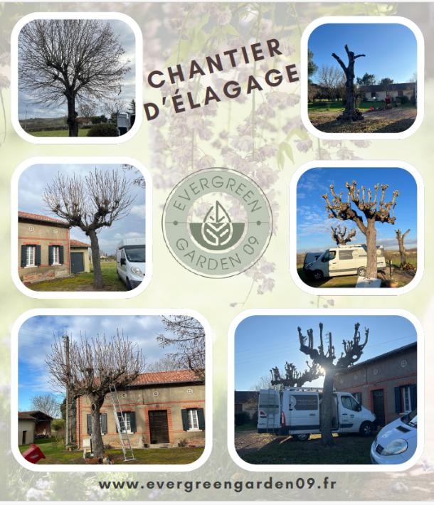 Élagage : sécurité et santé de vos arbres avec Evergreen Garden 09