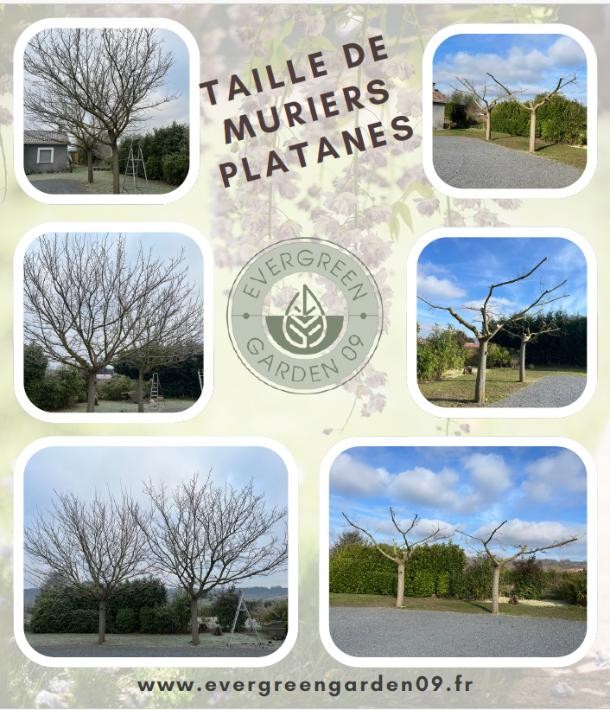 Taille de muriers platanes : un entretien esthétique et utile