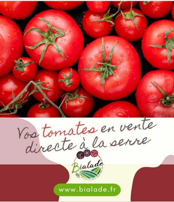 Bialade : les tomates fraîches de la serre vous attendent !