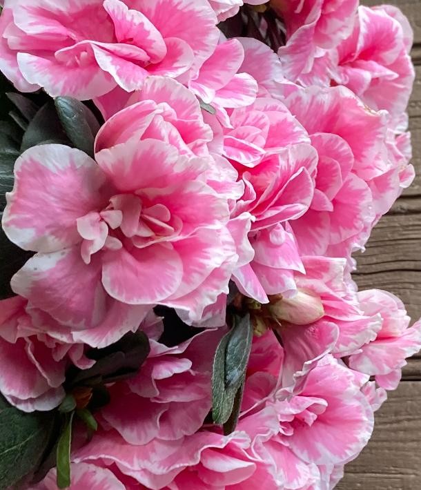 Stage Art Floral