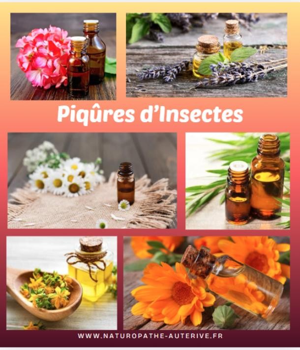 Piqûres d’insectes : des solutions naturelles avec votre Naturopathe !