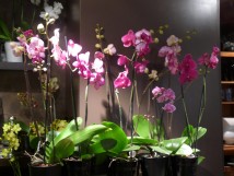 Non Communiqu&eacute;