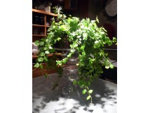 Non Communiqu&eacute;