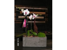 Orchid&eacute;e