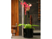 Orchid&eacute;e