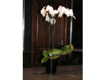 Orchid&eacute;e 2 branche 29 &euro; 