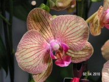 Orchid&eacute;e