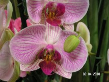 Orchid&eacute;e