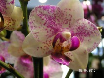 Orchid&eacute;e