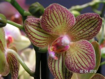 Orchid&eacute;e
