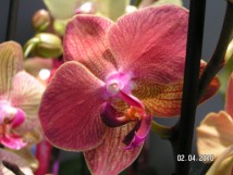 Orchid&eacute;e