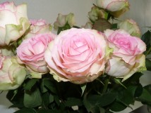 Rose esp&eacute;rance