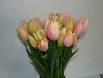 Tulipes du midi