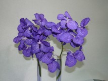 Orchid&eacute;e Vanda