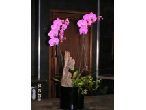 Orchid&eacute;e