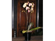 Orchid&eacute;e