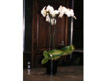 Orchid&eacute;e
