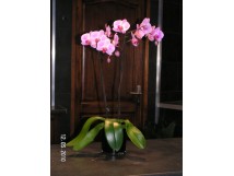 Orchid&eacute;e