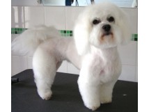 COUPE "MOUTON" sur BICHON FRISE à Étampes