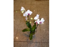 Orchid&eacute;e