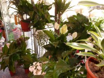 Plantes Vertes Toutes vari&eacute;t&eacute;s