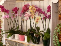 Orchid&eacute;s