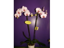 Orchid&eacute;es