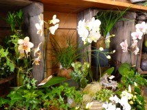 Orchid&eacute;es