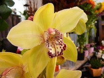 Orchid&eacute;s