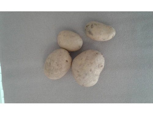 Patates