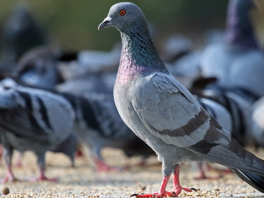 Anti pigeon - Dépigeonnisation