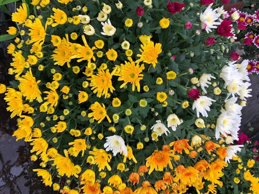 Chrysanthèmes mélange 4L à Cuq