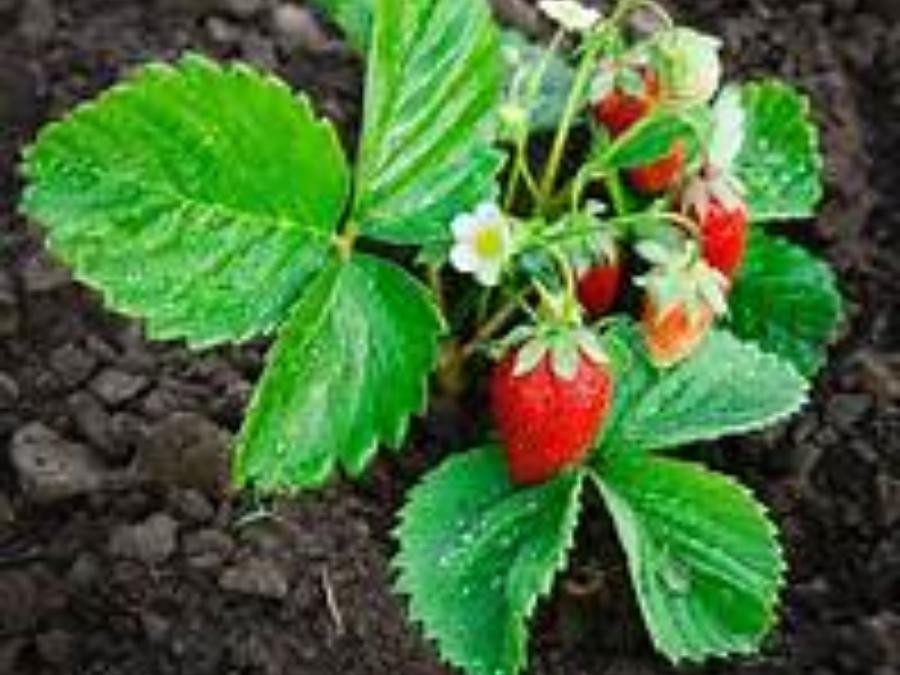 Fraisier