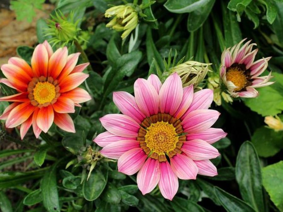 Gazania à Cuq