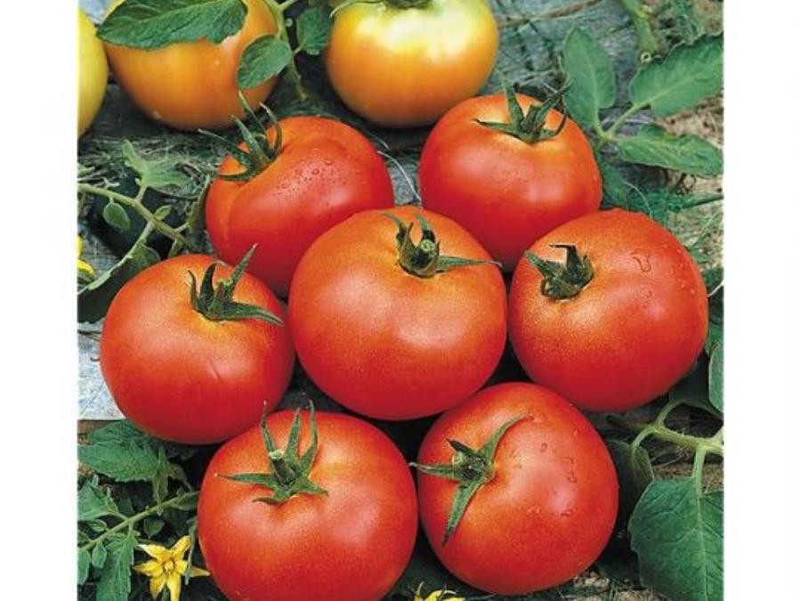 Tomate Olympe