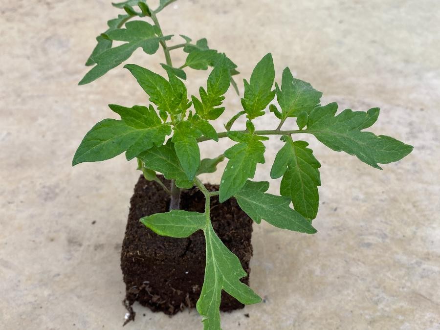 Tomate carmello à Cuq