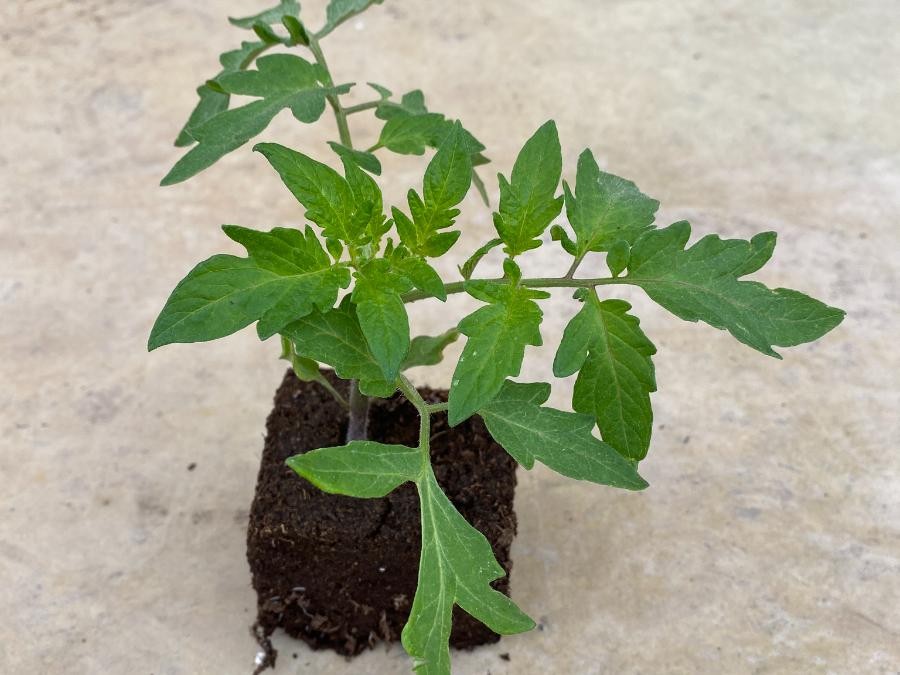 Tomate Bodar à Cuq