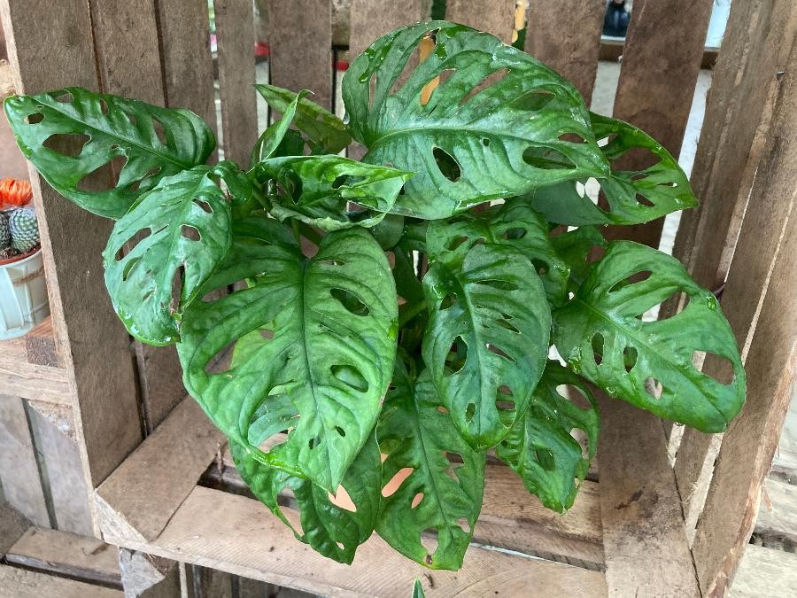 Plante Verte