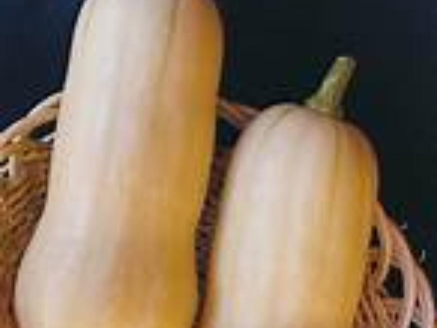 Butternut à Cuq