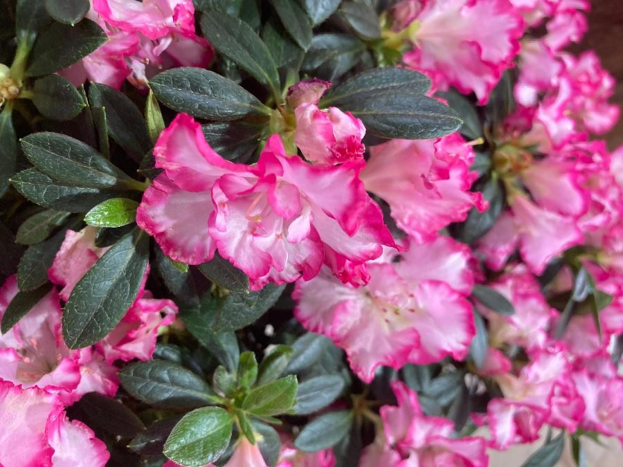 Plantes Printanières