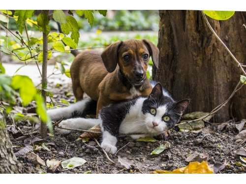 J- ANIMAUX DOMESTIQUE. à Étampes